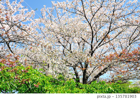 戸田川緑地の春 135781903