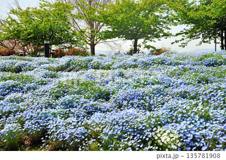 戸田川緑地の春 135781908