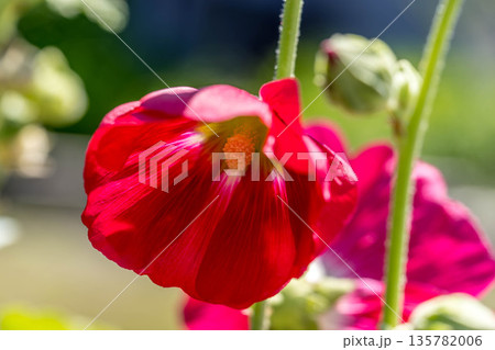 真夏の彩り~紅い立葵の花~ 真夏の彩り~紅い立葵の花~ 135782006