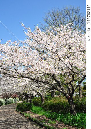 戸田川緑地の春 135782113