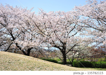 戸田川緑地の春 135782115