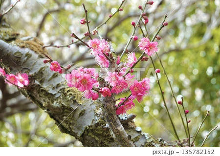 咲きじめた桃色の梅の花 135782152