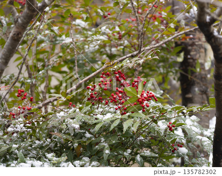 雪と南天の実 135782302