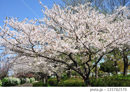 戸田川緑地の春 戸田川緑地の春 135782570