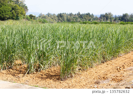 成長中のさとうきび 成長中のさとうきび 135782632