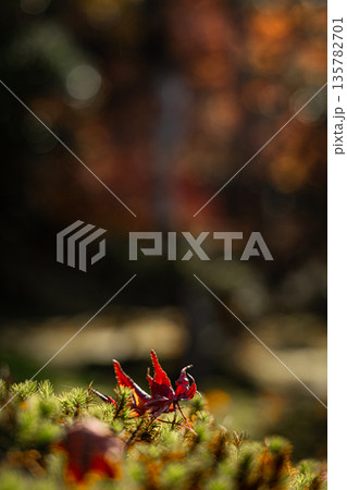 晩秋の庭に落ち葉が落ちる 135782701