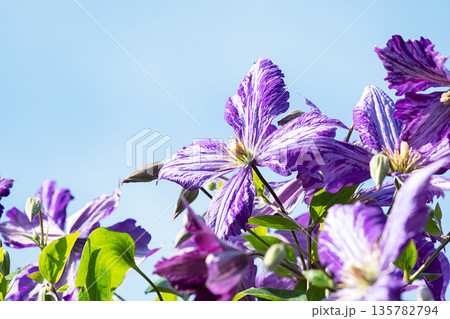 Purple clematis flower blooming under clear blue sky. Spring blossom floral design for garden. Purple clematis flower blooming under clear blue sky. Spring blossom floral design for garden. 135782794