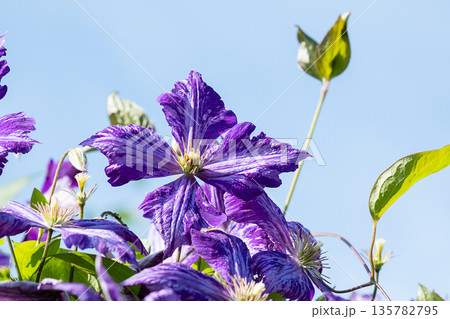 Clematis flower blooming under clear blue sky. Clematis flower blooming under clear blue sky. 135782795
