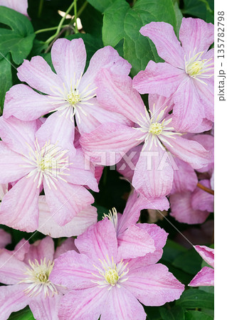 Blooming pink clematis flower with green leaves. Blooming pink clematis flower with green leaves. 135782798