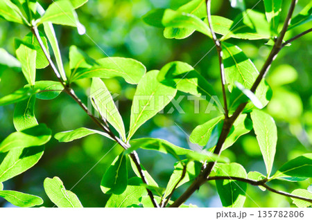 Black afara, combretaceae or Ivory Coast almond or Terminalia ivorensis 135782806