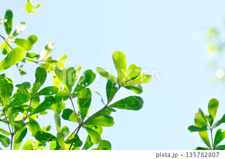 Black afara, combretaceae or Ivory Coast almond or Terminalia ivorensis 135782807