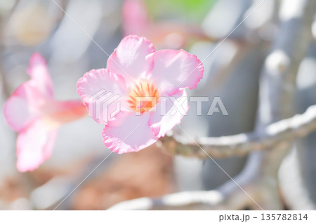 Desert rose, APOCYACEAE or Adenium obesum or Mock Azalea or Pinkbignonia or Impala lily 135782814