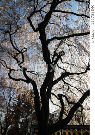春になると京都市内の神社仏閣では桜が先誇り、しだれの揺れる音yや鶯のさえずりが聞こえます。 135782840