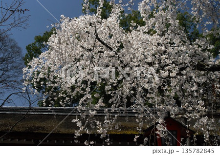 春になると京都市内の神社仏閣では桜が先誇り、しだれの揺れる音yや鶯のさえずりが聞こえます。 135782845
