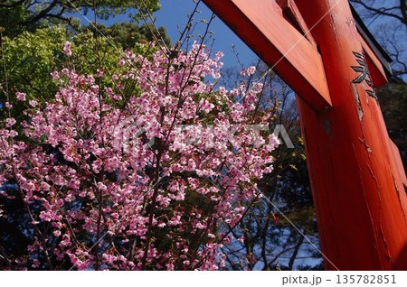 春になると京都市内の神社仏閣では桜が先誇り、しだれの揺れる音yや鶯のさえずりが聞こえます。 春になると京都市内の神社仏閣では桜が先誇り、しだれの揺れる音yや鶯のさえずりが聞こえます。 135782851