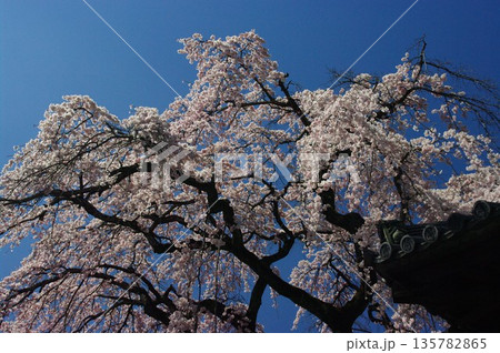春になると京都市内の神社仏閣では桜が先誇り、しだれの揺れる音yや鶯のさえずりが聞こえます。 135782865