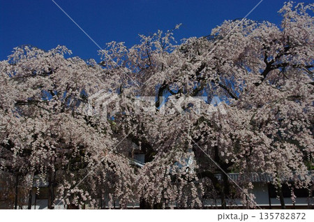 春になると京都市内の神社仏閣では桜が先誇り、しだれの揺れる音yや鶯のさえずりが聞こえます。 135782872