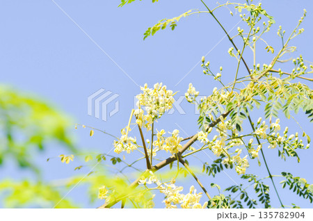 Moringa oleifera Lam, Horse radish tree or Drumstick or Moringaceae or white flowers Moringa oleifera Lam, Horse radish tree or Drumstick or Moringaceae or white flowers 135782904
