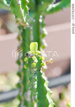 euphorbia, Euphorbia antiquorum L or  euphorbiaceae or  Malayan spurge tree or succulent 135782906