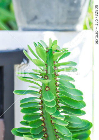 euphorbia, Euphorbia antiquorum L or  euphorbiaceae or  Malayan spurge tree or succulent 135782908