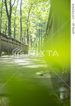 新緑の森にかかる木の橋　大山鏡ヶ成 135782924