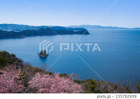 四浦半島の河津桜と豊後水道 135782939