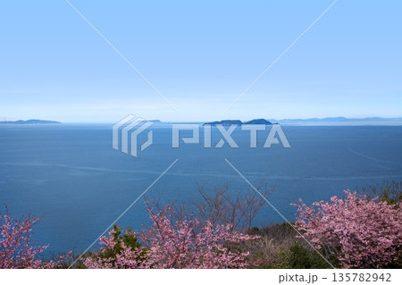 四浦半島の河津桜と豊後水道 135782942