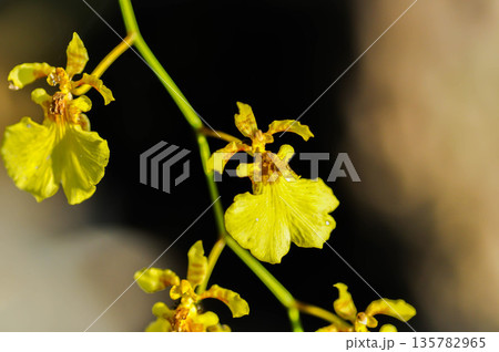 Dancing lady orchid, O flexuosum x O sphacelatum or Oncidium or Oncidium sp Goldiana or oncidium varicosum, Oncidium Variety Goldiana or orchidaceae Dancing lady orchid, O flexuosum x O sphacelatum or Oncidium or Oncidium sp Goldiana or oncidium varicosum, Oncidium Variety Goldiana or orchidaceae 135782965
