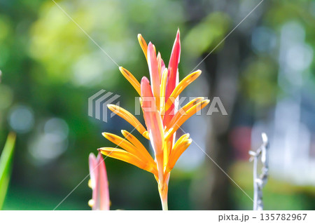 Heliconia psittacorum or Bird of paradise, Strelitzia reginae or Sterliziaceae flower or Heliconia flower or yellow flower 135782967