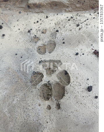 Paw print animal track sand beach footprint nature wildlife, closeup texture background with fresh trail outdoors 135783367