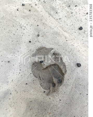 Paw print sand beach footprint animal texture closeup nature on wet shore surface with pebble detail calm mood 135783368