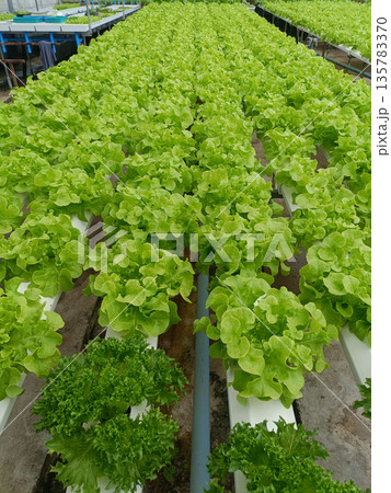 Lettuce hydroponic greenhouse vegetable farm agriculture cultivation row, fresh green leafy crop in nutrient channel 135783370