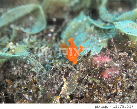 イロカエルアンコウ イロカエルアンコウ 135783517