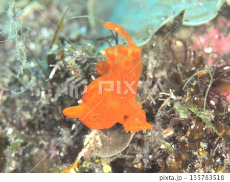 イロカエルアンコウ イロカエルアンコウ 135783518