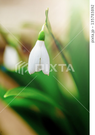 Spring flower background. Easter concept. Tiny first snowdrop white flower macro photo with sun rays Spring flower background. Easter concept. Tiny first snowdrop white flower macro photo with sun rays 135783892