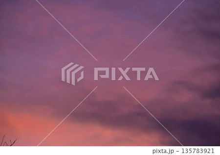 Winter background. Tree branches against pink winter sky at sunset. Winter background. Tree branches against pink winter sky at sunset. 135783921