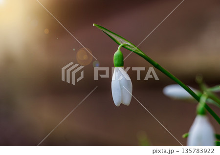 Spring flower background. Easter concept. Tiny first snowdrop white flower macro photo with sun rays Spring flower background. Easter concept. Tiny first snowdrop white flower macro photo with sun rays 135783922