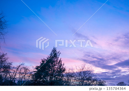 Winter background. Tree branches against blue pink winter sky at sunset. Winter background. Tree branches against blue pink winter sky at sunset. 135784364