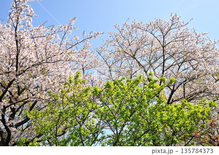 戸田川緑地の春 戸田川緑地の春 135784373