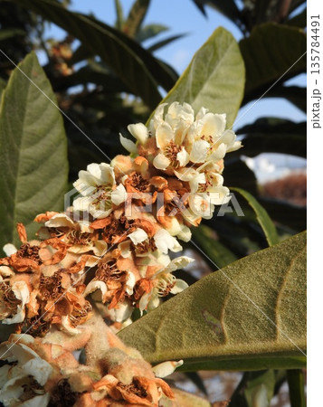秋から冬にかけて咲く「ビワ」の花 秋から冬にかけて咲く「ビワ」の花 135784491