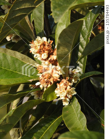 秋から冬にかけて咲く「ビワ」の花 秋から冬にかけて咲く「ビワ」の花 135784493