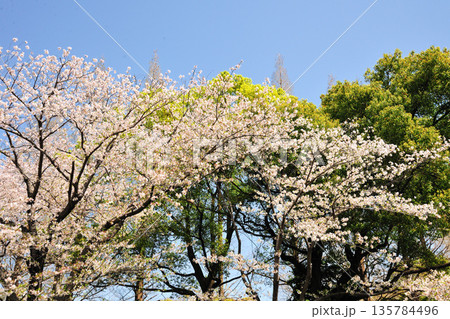 戸田川緑地の春 135784496