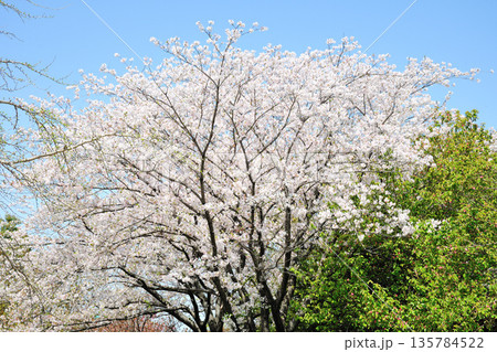 戸田川緑地の春 135784522