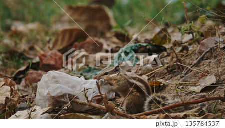 Squirrel chewing plastic bag in city park showing dangers of urban pollution to wildlife 135784537