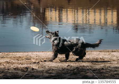 Alsatian Wolf Dog Catching Frisbee at Beach with Water Reflection 135784555