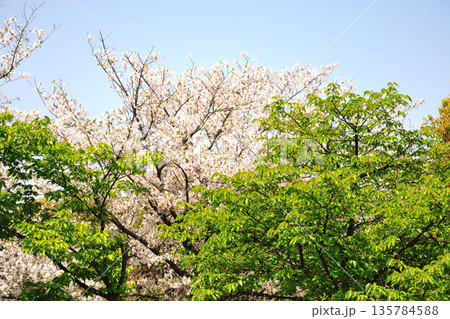 戸田川緑地の春 戸田川緑地の春 135784588