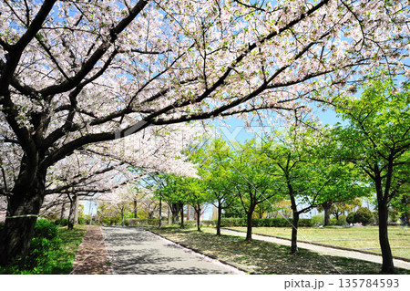 戸田川緑地の春 戸田川緑地の春 135784593