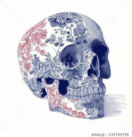 Ornate skull illustration with intricate blue and red floral patterns. Decorative human skull showing detailed blue and red scrollwork patterns on an off-white background 135784749