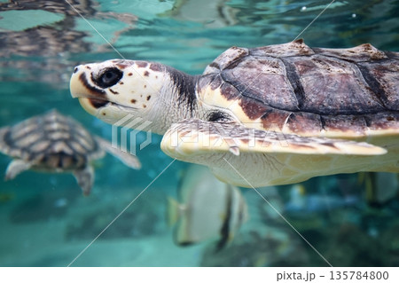 アカウミガメ 135784800
