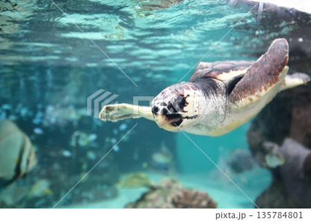 アカウミガメ アカウミガメ 135784801